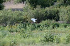 22nd June 2015 047.JPG