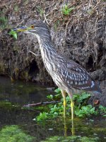 BlackHeron.jpg