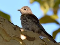 Bluebird3.jpg