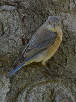 Bluebird7.jpg