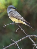 Kingbird.jpg