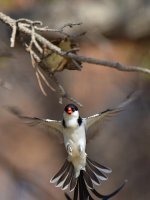 Whydah7.jpg