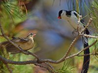 Whydah9.jpg