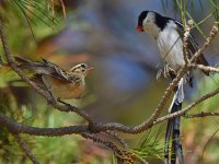 Whydah11.jpg