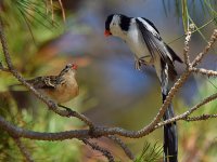 Whydah14.jpg