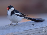 Whydah3.jpg