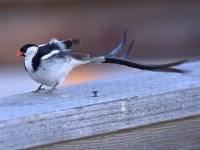 Whydah.jpg