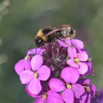 Bee2.jpg