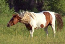 Horse in Henifer.jpg
