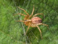 Spider.jpg