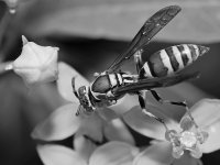 WaspBW.jpg