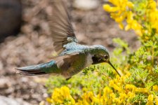 Hummers-2.jpg