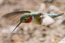 Hummers-3.jpg