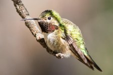 Hummers-5.jpg