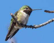 Hummers-1.jpg
