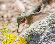Hummers-4.jpg