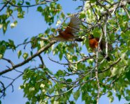 DSC_5854-robin-0006-2015-06-22T10_30_33.jpg