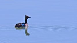 cold lake fowl DSC_5934-birds-0002-2015-06-23T10_33_38.jpg