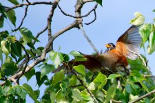 DSC_5849-robin-0009-2015-06-22T10_30_25.jpg