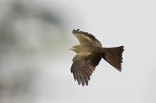 DSC_0511.jpg
