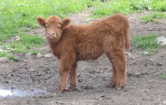 Highland calf.jpg