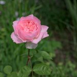 A-Rose.jpg