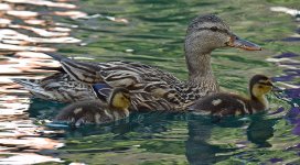 Ducks2.jpg