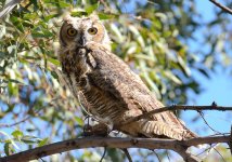 23rd June 2015 007.JPG