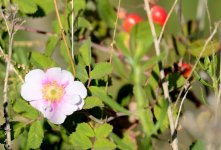 24th June 2015 008.JPG