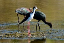 24th June 2015 018.JPG