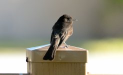 24th June 2015 072.JPG