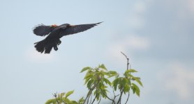 DSC_6095-blackbirds -0015-2015-06-24T18_32_25.jpg