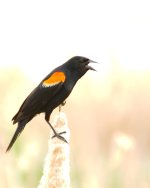 DSC_6162-blackbirds -0008-2015-06-24T18_37_10.jpg