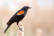 DSC_6164-blackbirds -0007-2015-06-24T18_37_12.jpg