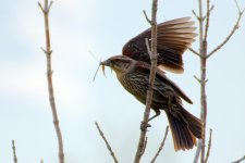 DSC_6069-blackbirds -0019-2015-06-24T18_30_45.jpg