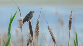 DSC_6125-blackbirds -0014-2015-06-24T18_34_14.jpg