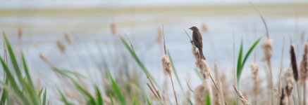 DSC_6128-blackbirds -0013-2015-06-24T18_34_32.jpg