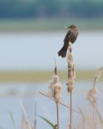DSC_6149-blackbirds -0011-2015-06-24T18_36_30.jpg