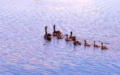 DSC_6307-Canada Geese -0010-2015-06-24T18_49_08.jpg