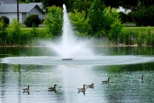 DSC_6354-Canada Geese -0007-2015-06-24T18_53_43.jpg
