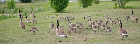 DSC_6366-Canada Geese -0002-2015-06-24T18_54_57.jpg