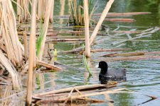 DSC_6267-ducks -0001-2015-06-24T18_46_13.jpg