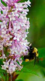DSC_6339-big bee -0003-2015-06-24T18_52_12.jpg