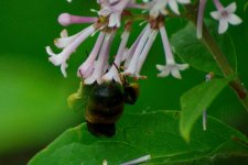 DSC_6345-big bee -0002-2015-06-24T18_52_26.jpg