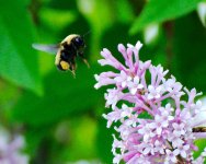 DSC_6348-big bee -0001-2015-06-24T18_53_08.jpg