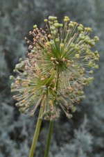 flower1.jpg
