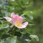Pink-2.jpg
