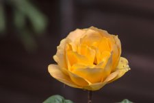 DSC_3421.jpg