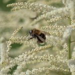 Bee-in-the-Bush.jpg