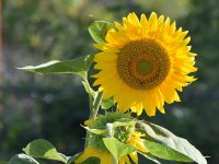 Sunflower.jpg